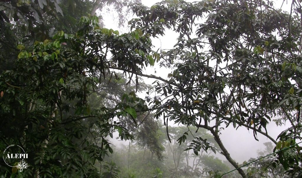 Lluvia en el Bosque tropical