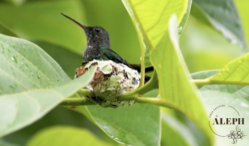 Nido de Colibrí Amazilia Verdeazul - Fondo sonidos de montaña - Meditación