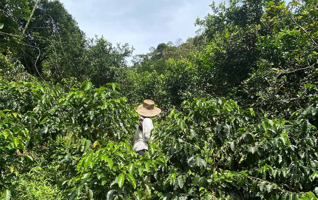 El Aleph nace en una montaña donde el aire todavía se siente limpio, donde el café madura despacio y donde la naturaleza sigue marcando el ritmo.
Y quizás por eso, cada taza lleva un poco de esa tranquilidad consigo.